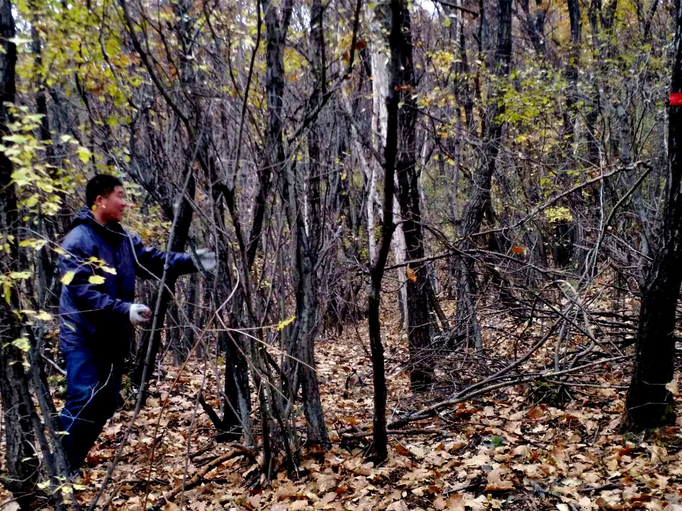 树种起源,次生林起源的特点