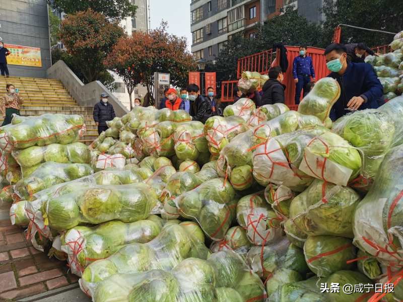 购8吨包菜送居民，这个00后志愿者“好靓仔”