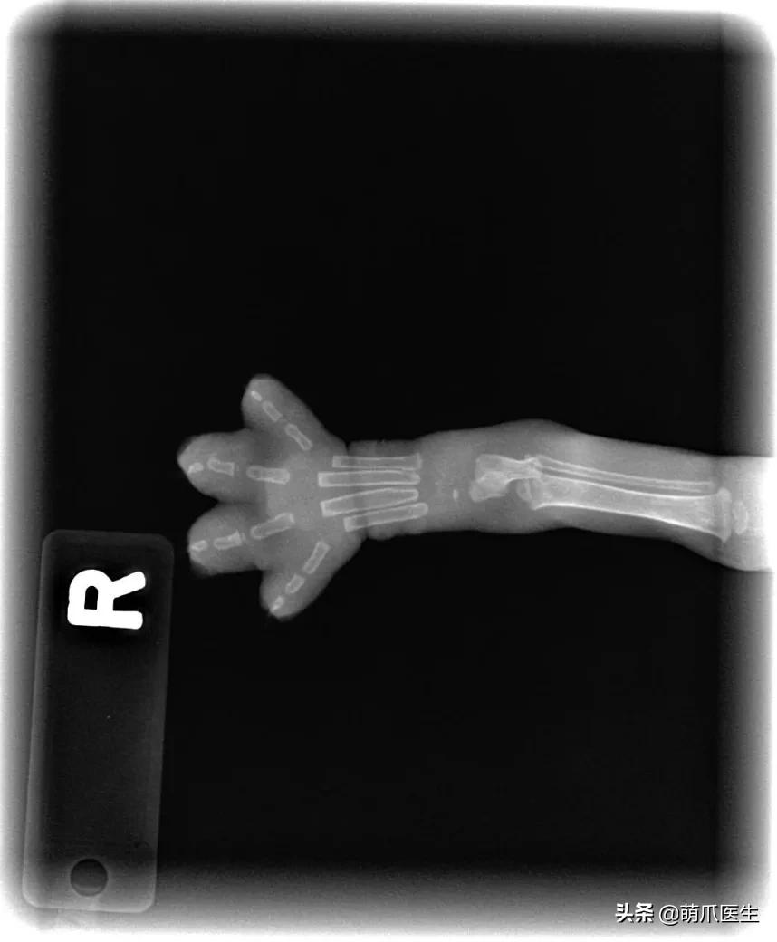 x光猫爪辟谣,猫爪x光是真的吗