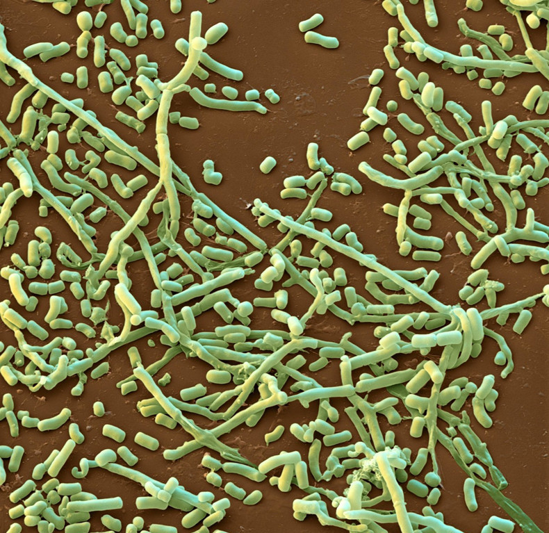 皮肤霉菌感染全身用药,皮肤霉菌感染