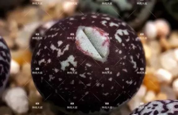 2023多肉展会直播,2023上海多肉植物展