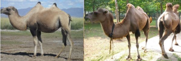 中国武备*物文**中的异域元素：印度梵文，波斯镔铁，非洲驴骡运军粮