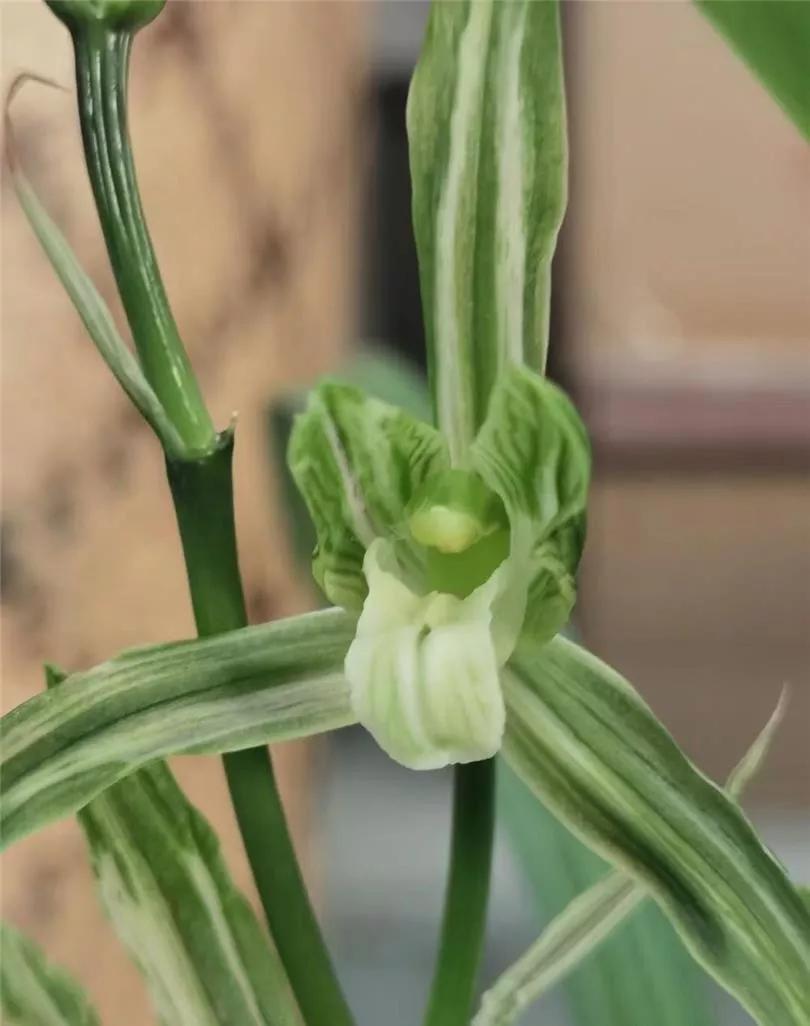 温江市场上售价高达五十万一苗的春剑多艺，再次引爆春剑兰市