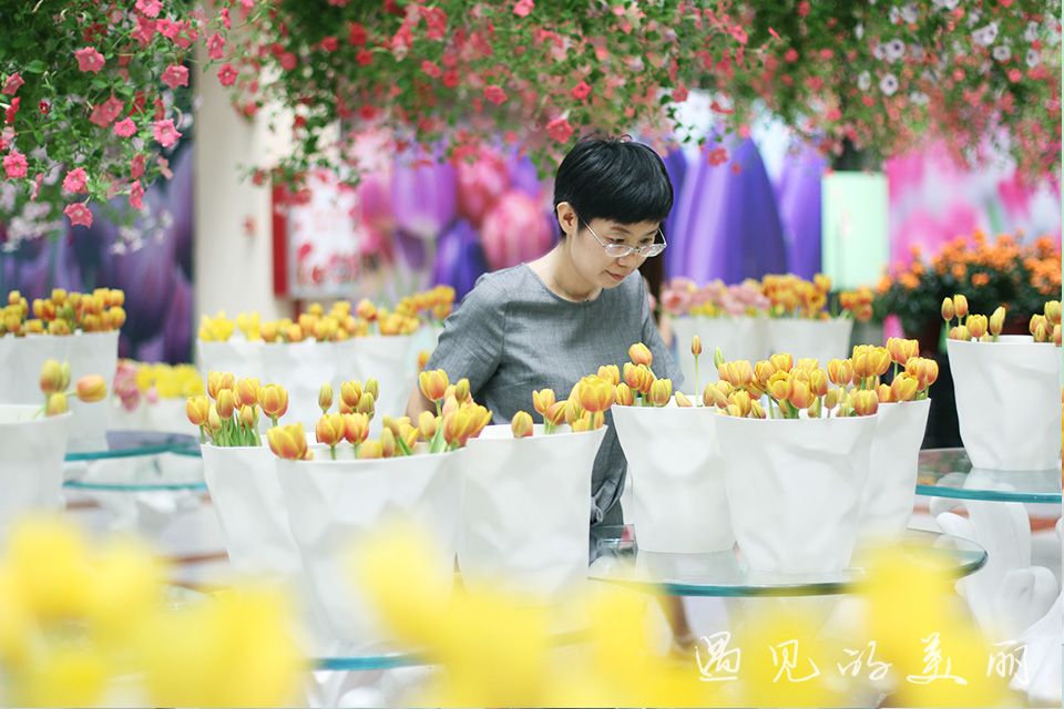 百万葵园有多坑,百万葵园免门票