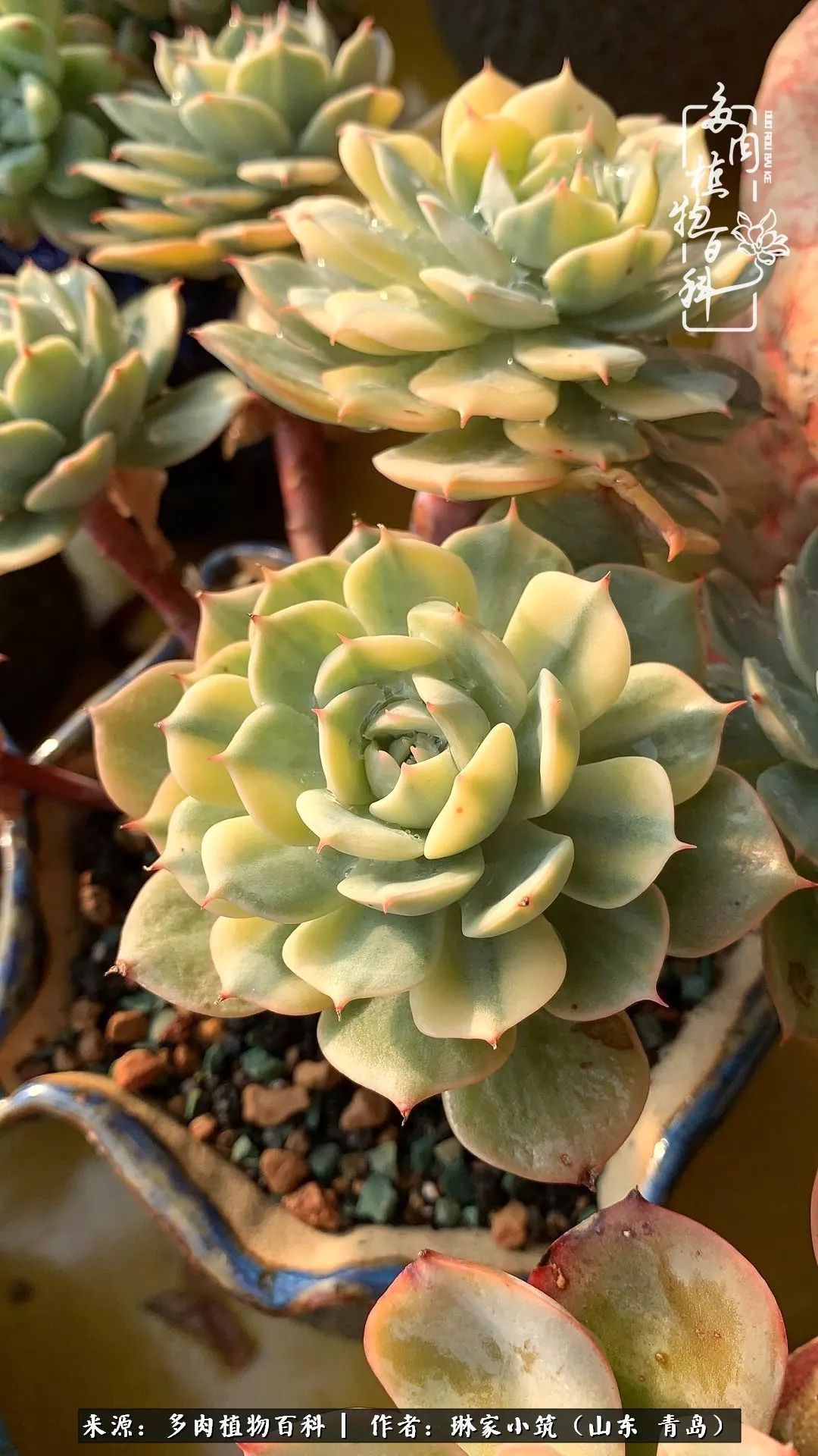 多肉冬季搬进屋里前需要浇水么,多肉过冬