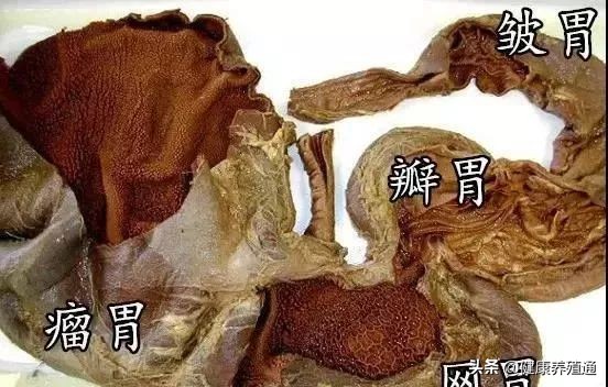 牛4个胃的功能,牛胃有病有什么症状