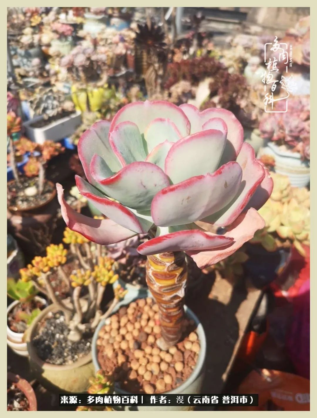 深情不及久伴,厚爱无需多言,择一“爱”,护一生