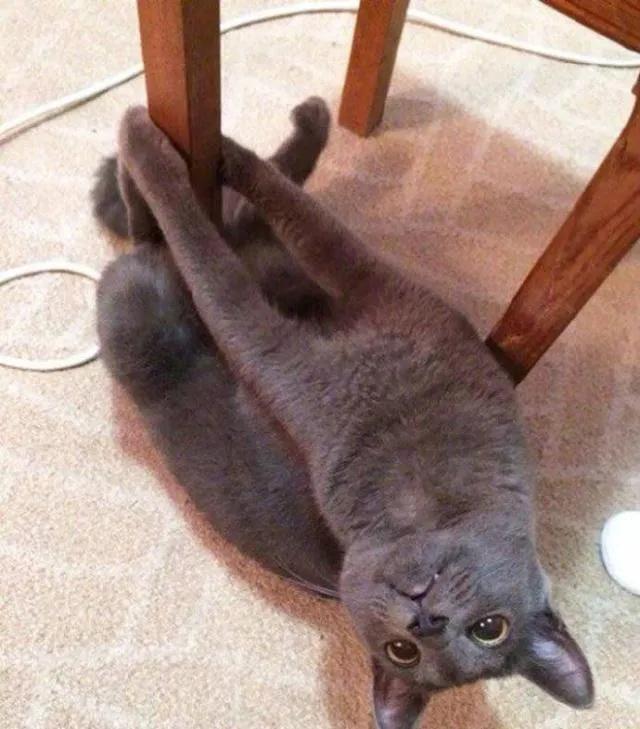 猫的终极凡尔赛：你的屏幕放不下我的腿