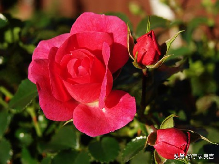 最近微信很火的句子句句霸气洒脱,微信上最霸气的句子