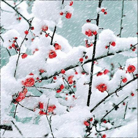 梅花三弄赏梅,梅花三弄欣赏感受