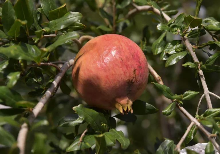 好吃不吐籽的突尼斯软籽石榴来了,被誉为可以吃的雅诗兰黛软籽石榴