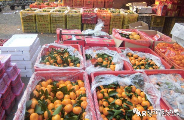 全国今日蔬菜菜价,全国菜价最新消息