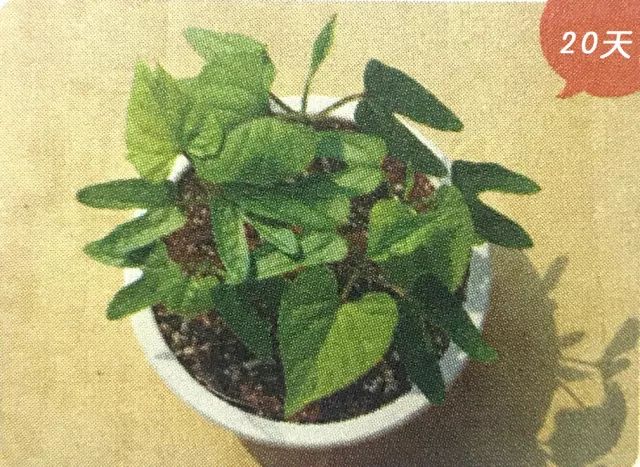 喇叭花的生活习性和怎样开花的,观察一朵花是怎样开花的