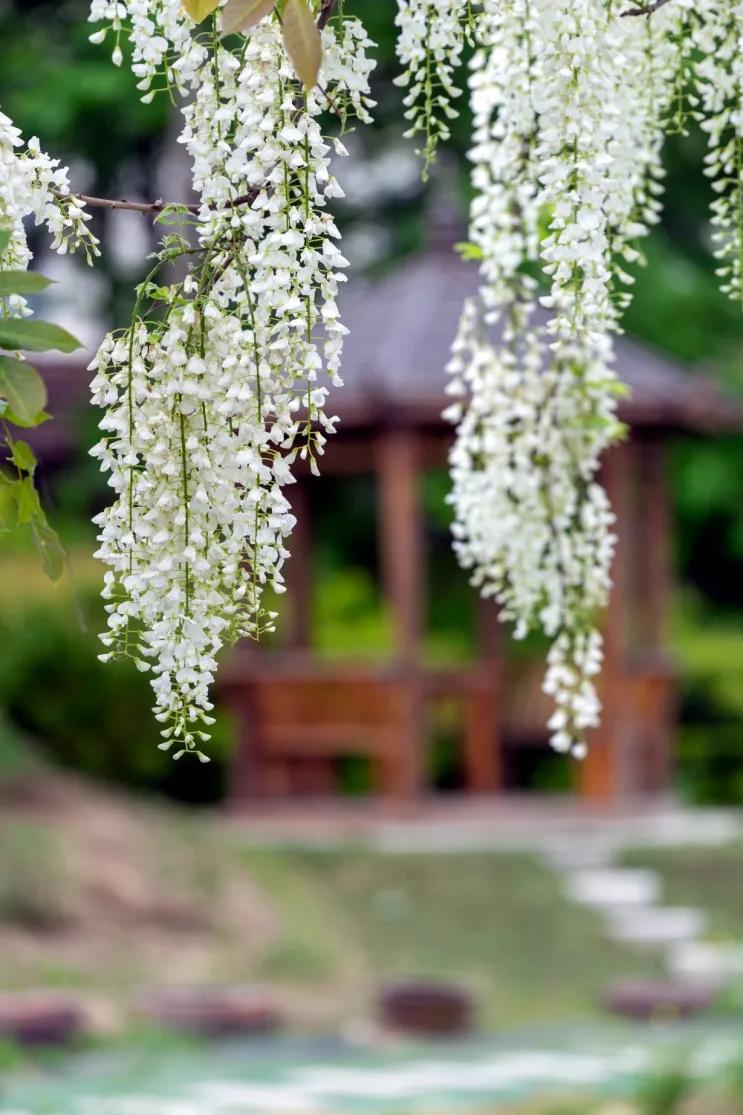 网红古树紫藤花,网红紫藤花