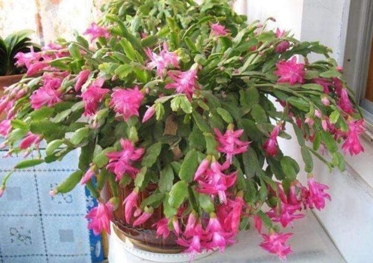 淘米水浇花杀菌问题,淘米的水浇花真的有好处