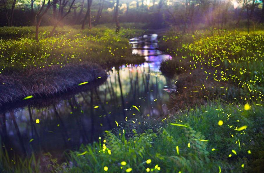 夏天夜晚描写萤火虫的诗句,描写夏天萤火虫翩翩飞舞的诗句