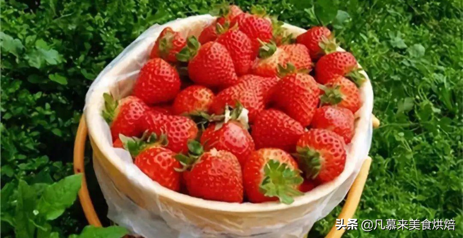 草莓哪个品种最好吃又好种,2018产量最好最大的草莓品种