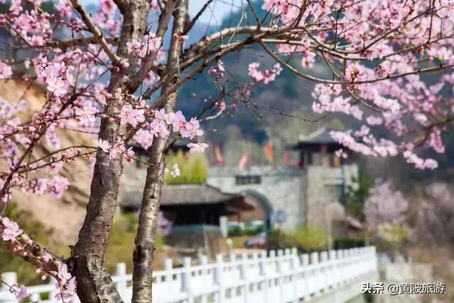 清凉寨樱花最佳赏花时间,清凉寨中华樱花