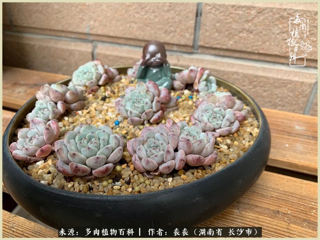 栽花种草的岁月，万物生长之阴晴圆缺