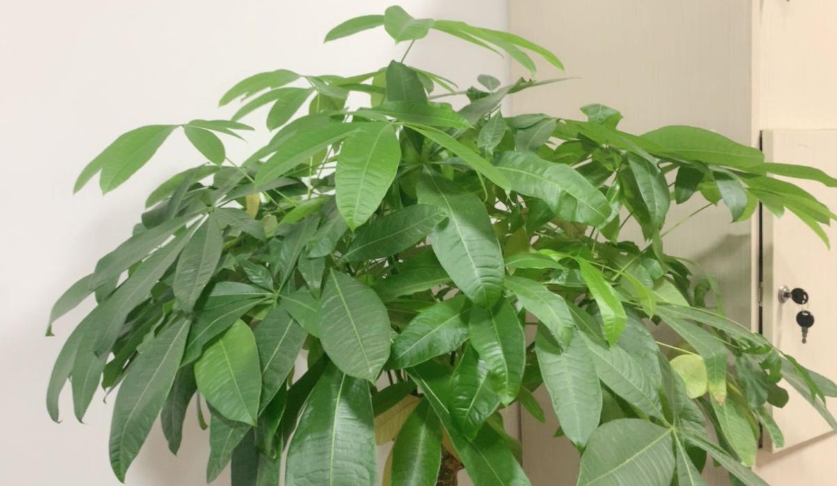 养发财树3个忠告,养发财树有什么禁忌