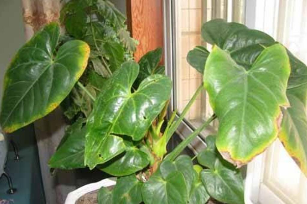 绿植黄叶应该施什么肥,植物黄叶用什么改变