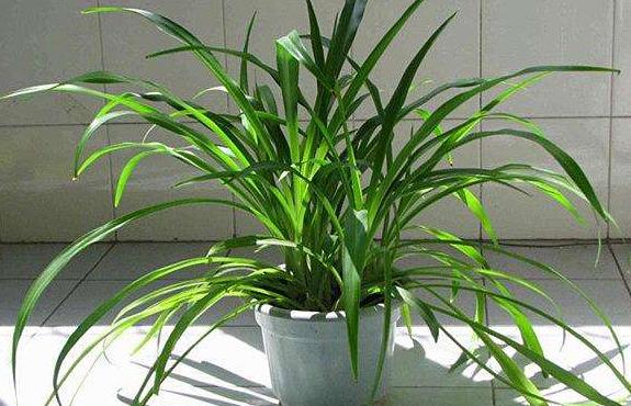 吊兰,是喜阴还是向阳,很多人弄错了,难怪总爱黄叶