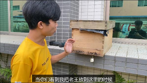 老蜂王分了剩下的王台怎么办,蜂群起王台怎么办