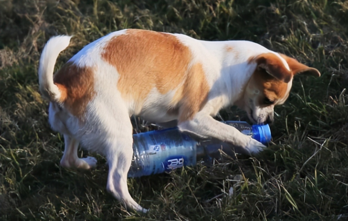 4-6岁高档玩具狗狗推荐,狗狗必买的10种玩具