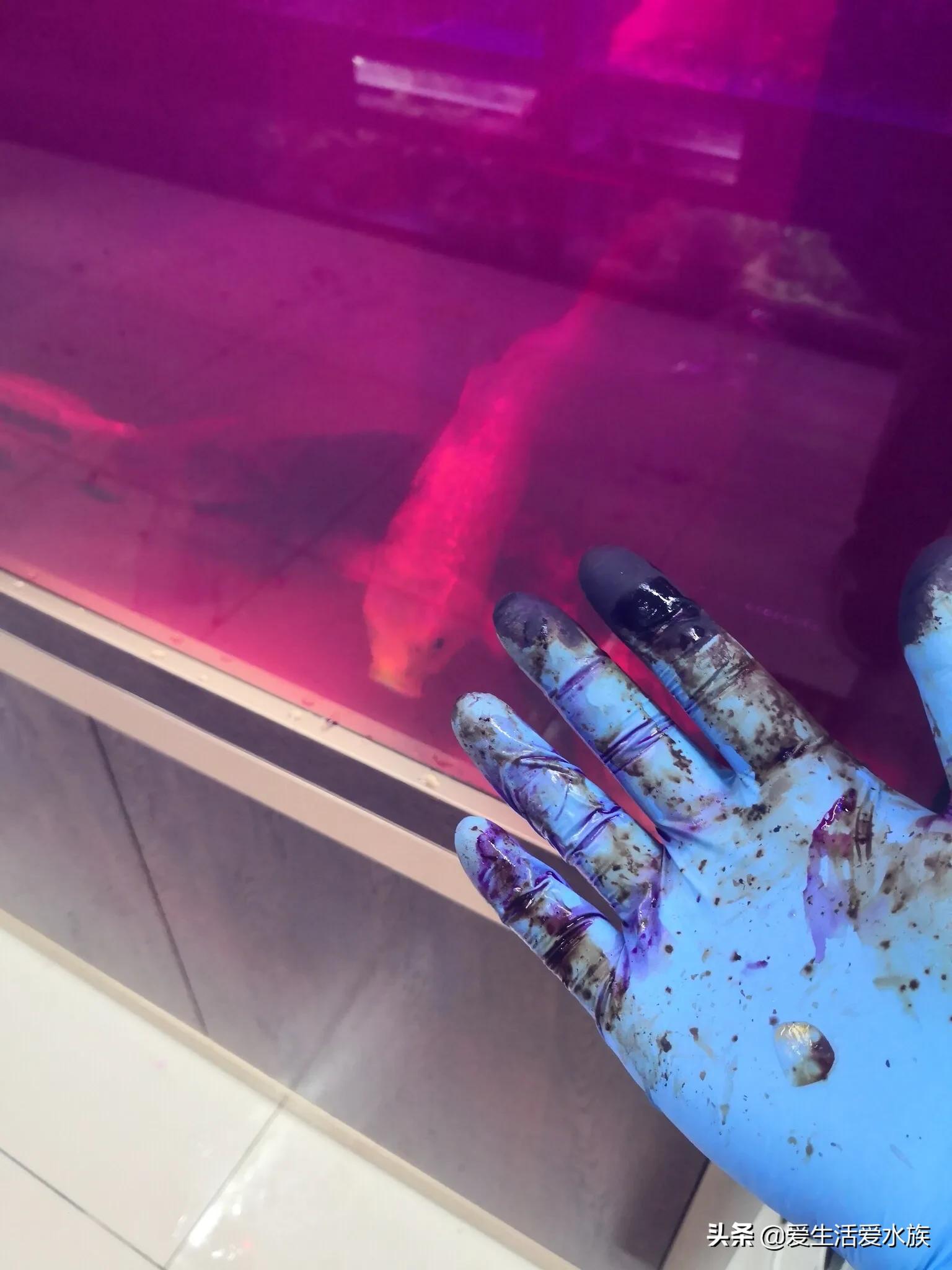 锦鲤身体烂能治好吗,锦鲤治病期间为啥不喂食了