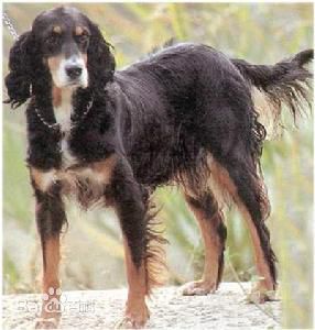 性格温顺的大型犬品种,宠物狗大型犬都有哪些品种