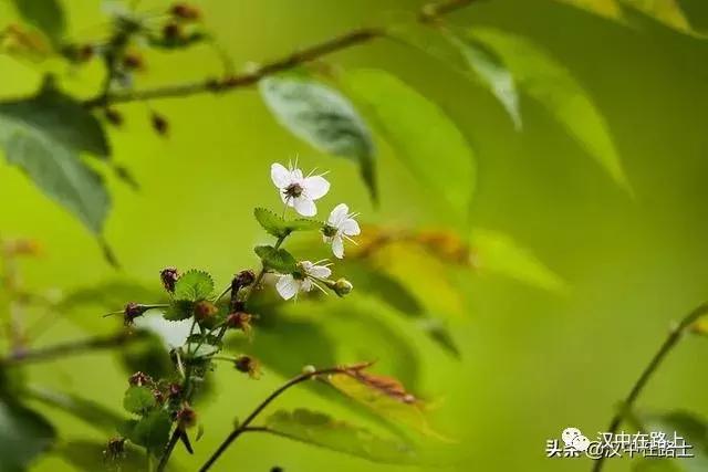 探秘汉中,汉中一村子窜入野生羚牛