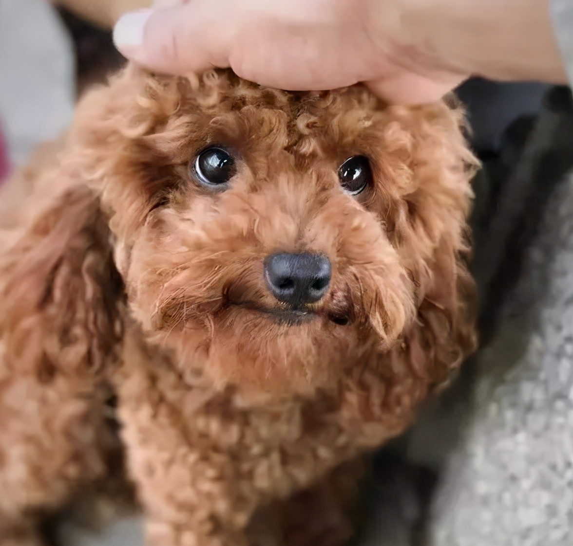 泰迪被当爷爷给宠坏了,把泰迪宠坏了