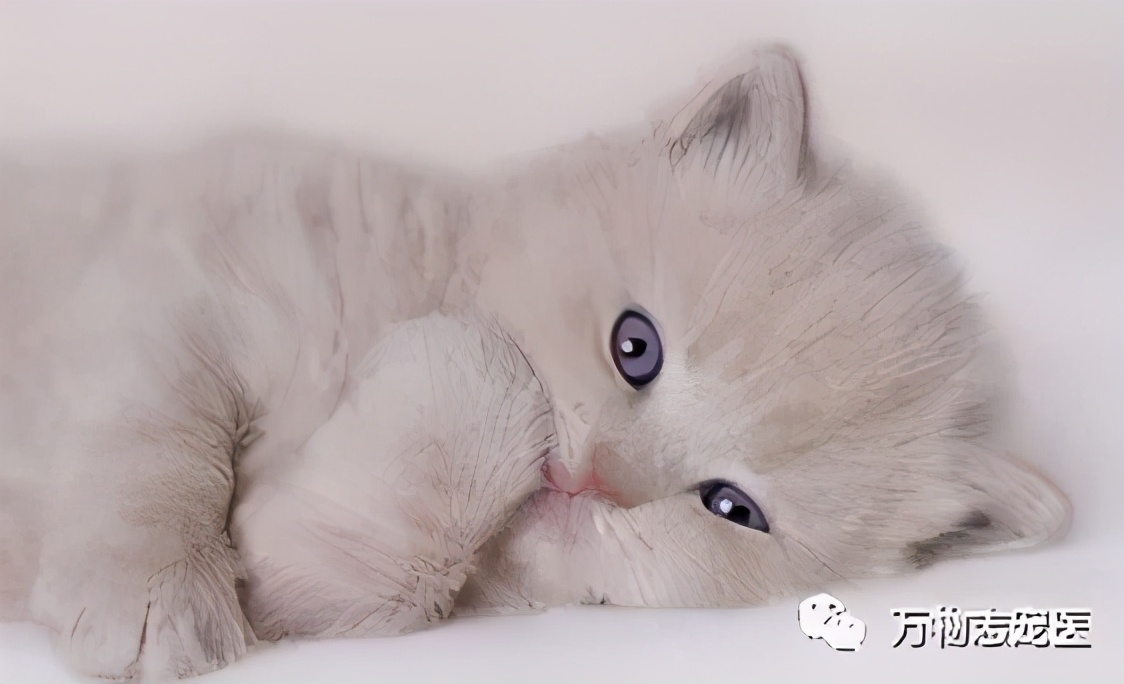 驱虫药跟驱虫针有什么区别,驱虫药内服和外用的区别