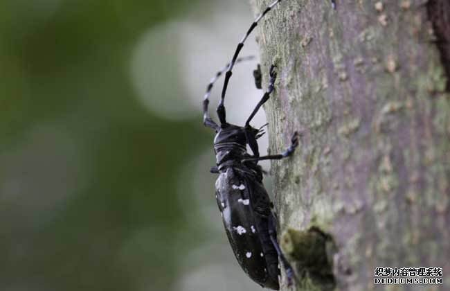 光肩星天牛危害特征及生物防治,光肩星天牛的特征和名字的由来