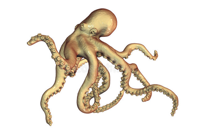 章鱼是生物探测器吗,多国科学家研究章鱼