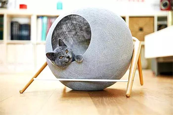 30条新手养猫注意事项铲屎官必看,养猫一定要牢记七不要对猫咪有益