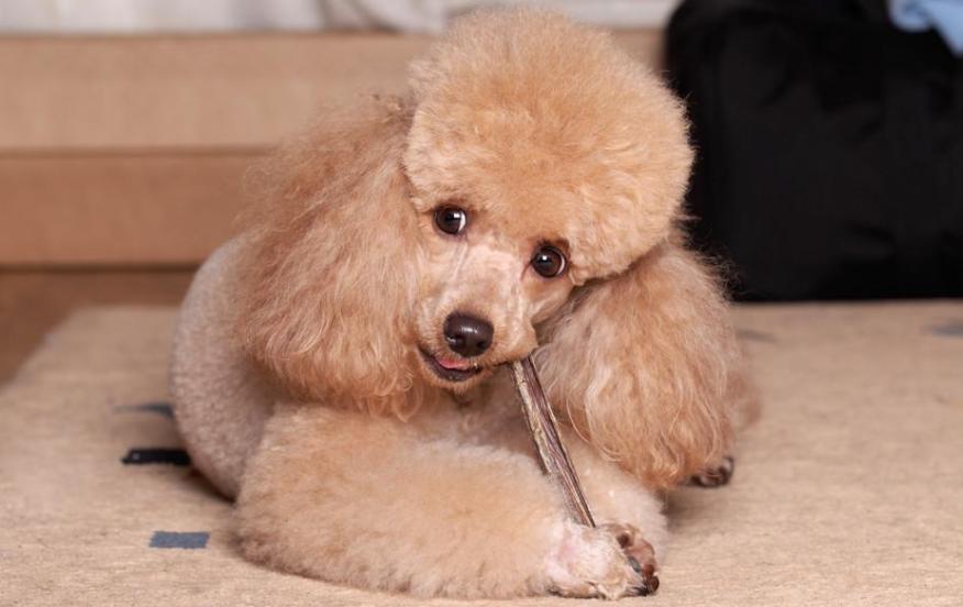 45天贵宾犬的饲养方法,4个月贵宾犬的饲养方法