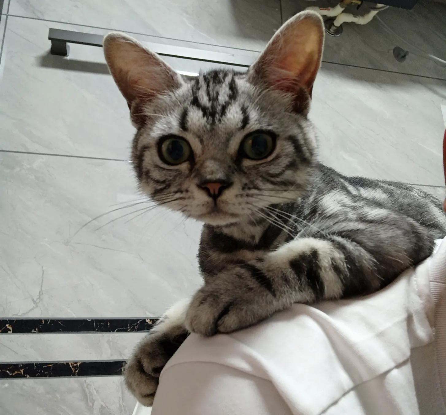 猫癣治愈的过程,猫癣的治疗全过程