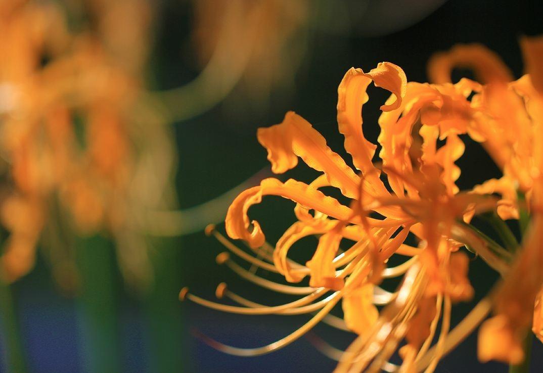 不一样的彼岸花,彼岸花什么颜色好看