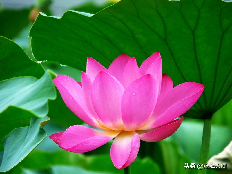 写荷花的诗词有多少,禅意荷花的诗词