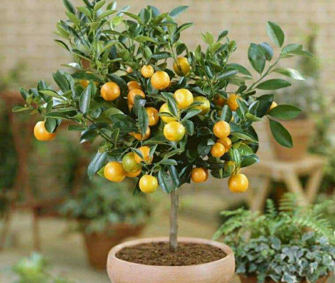 金桔树夏天落果怎么处理,金桔落叶干枝怎么补救