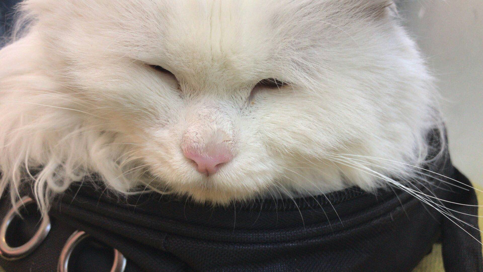 狮子猫小猫咪,狮子猫橘色宠物