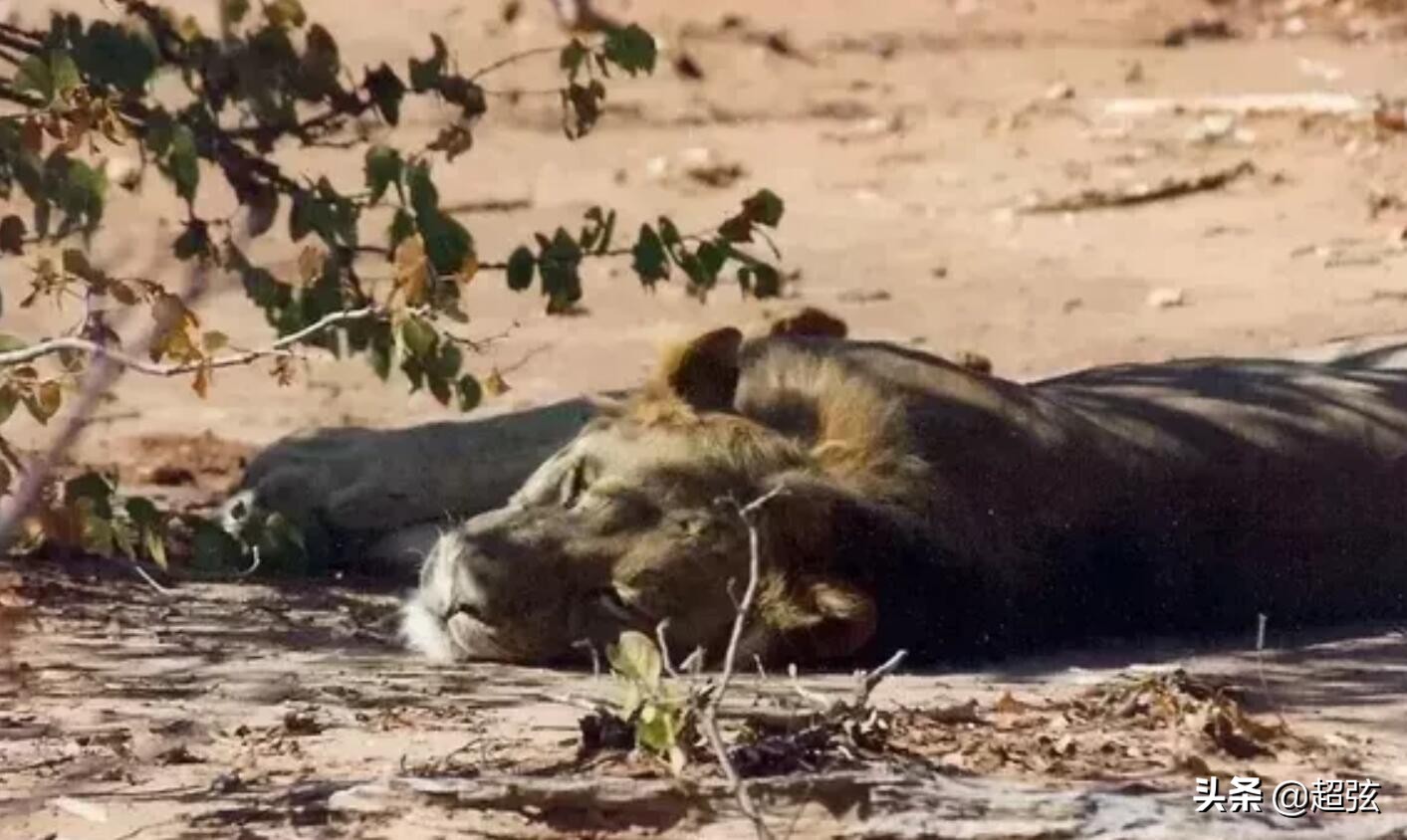 当你遇到狮子该怎么办,当你遇到狮子和老虎该怎么办