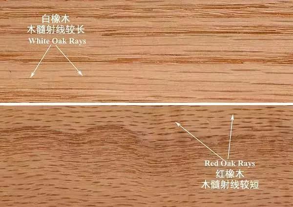 怎么区分白橡还是红橡,怎么区分红橡还是白橡