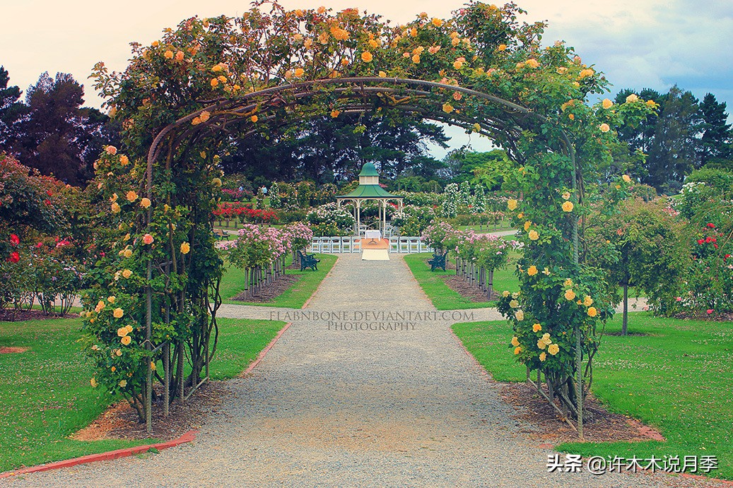 月季为什么黄叶带斑,月季浇水过多黄叶如何挽救