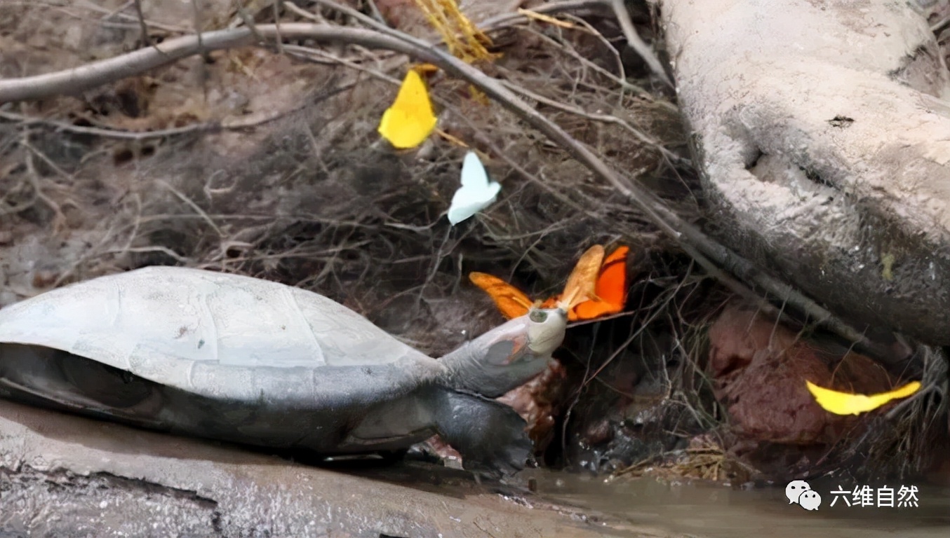 巴西龟竟然吃别的乌龟,大批巴西龟从河里爬出来