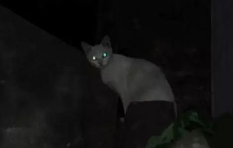 猫的眼睛在夜晚会发光吗,猫的眼睛夜里会发光吗