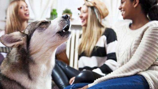 遛狗时间不规律会影响狗狗健康吗,小型犬不遛狗对狗有什么危害