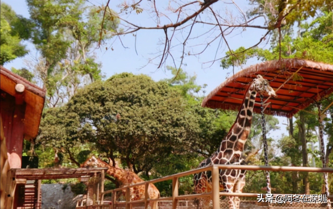 深圳大鹏自驾游十大免费景点推荐,深圳一日游必去的十个免费景点