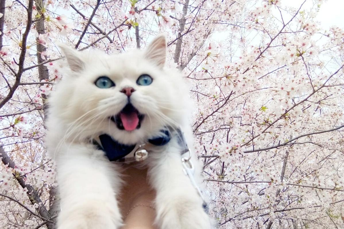 当今开个宠物店经营模式和套路,想开一个宠物店怎么做才能赚钱多